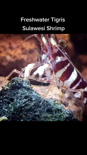 Exploring the Fascinating World of Freshwater Tigris Sulawesi Shrimp