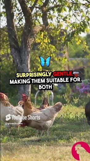 Asil Chickens Beauty and Resilience in One Breed!