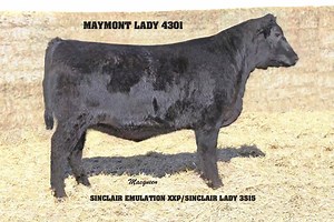 SINCLAIR EMULATION XXP - MAYMONT ANGUS HERD SIRE The result of intensely line breeding the Emulation line of cattle created at the N Bar. These Lovely LADIES are full sisters to Lots 1A, 1B, 2A, 2B in the Maymont Angus 2018 Bull Sale. | Maymont Angus at Maymont Farm
