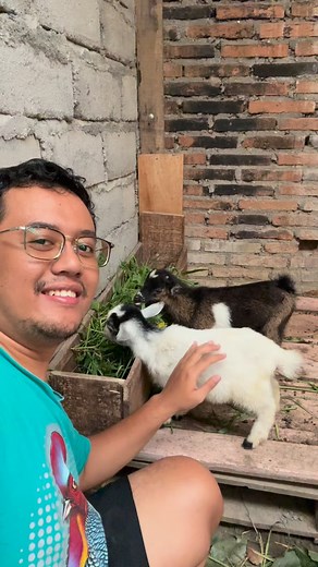 93 reactions · 17 comments | Pygmy Goat: Kecil, Imut, Bikin Auto Pengen Peluk ! #pygmygoats #kambing #hewanpeliharaan | Aditia Permana | Facebook