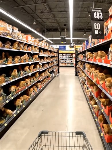 Discovering the Best Cat Aisle in the Store