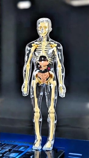 #anatomy #toys #diy