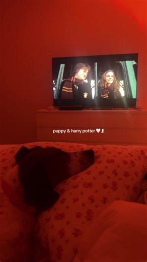 #dog #dogtiktok #harrypotter #cozy #animals | dogs