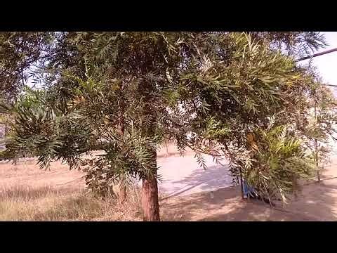 सिल्वरओक पेड़ के बारे में रोचक तथ्य/plant silver oak tree near home/silver oak tree growth,benefits