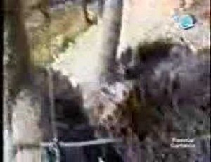 planets funniest animal