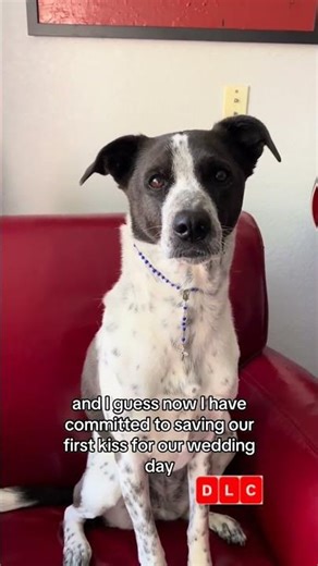 Welcome to Plathville: The Dog Version #welcometoplathville #season7 #plathvilletiktok #plathfamily