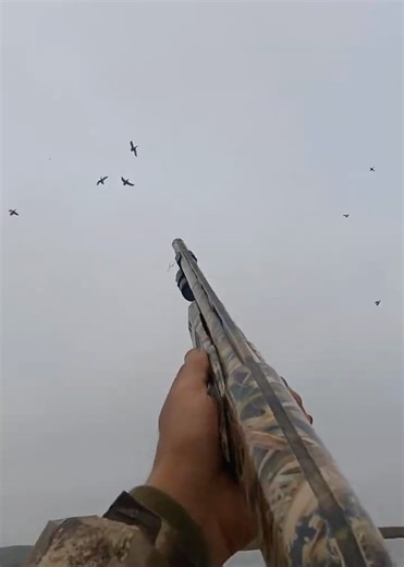 Watch this beautiful flock of wegions, my GoPro shut off ! #duckhunting #hunting #‪@bossshotshells‬