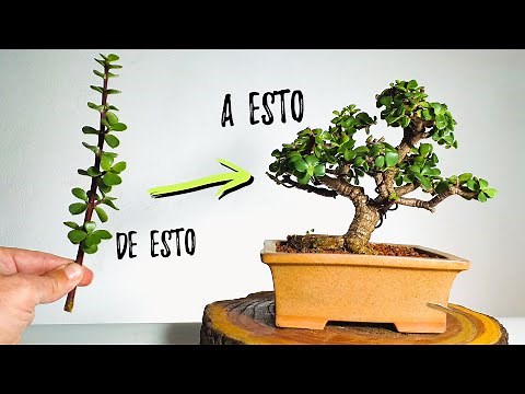 HOW TO MAKE A PORTULACARIA AFRA BONSAI ✅ From cutting to bonsai 💯
