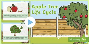 KS1 Life Cycle of an Apple Tree PowerPoint