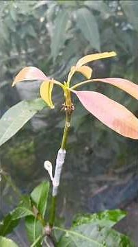 mango grafting complete process full video A to Z easy methods #grafting #gardening #mango #terrace