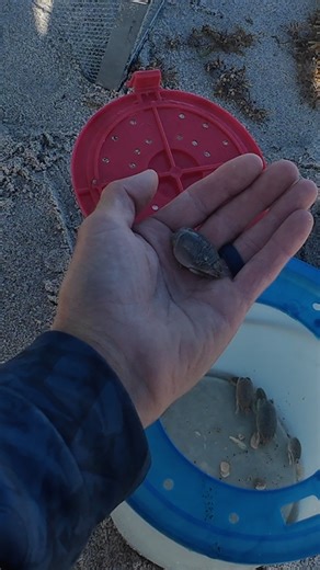 How to catch sand fleas in the surf! |Winter time pompano