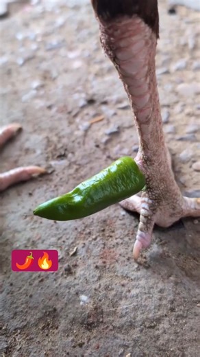 Secret Trick for Aseel Rooster Leg Quality! 🌶️✨ Powerful Spur Protection