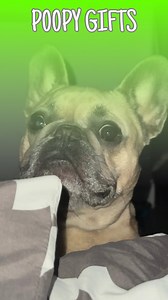 *2am puke is the next song 🎄 #dogsofinstagram #familyguy #christmas | somefrenchienamedapollo