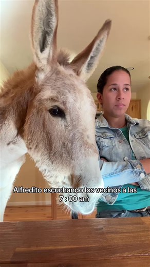 😂😂 #donkey #funny #cubanos #finca #rancho | donkey