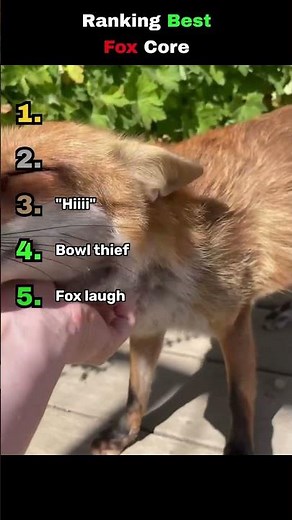 Ranking the best foxes in history #funny #cute #fox #shorts