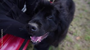 Newfoundland Dog. Single large black Newfoundland dog is standing on the grass.Black newfoundland dog in nature.
