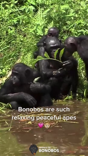 Peaceful Bonobos and Their Unlikely Friendships with Capybaras