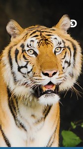 220. That’s how many Indochinese tigers still roam the wild forests of Southeast Asia, mostly in Thailand and Myanmar. Every stripe is a story. Every tiger is a reminder of how precious the wild still is. This World Tiger Day, we don’t just count numbers. We celebrate these stripes, a powerful symbol of survival, mystery, and the wild heartbeat of Southeast Asia. Source: Global Conservation #DiscoverySEA #DiscoveryChannelSEA #TigerDay #InternationalTigerDay #Tiger #southeastasia | Discovery Chan