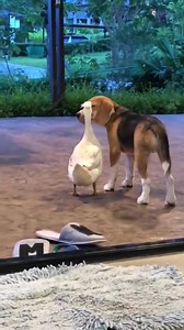 Best Friends | Natural World