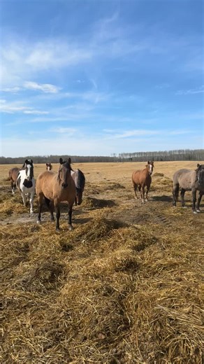 oddy (@ooddddyy)’s videos with original sound - oddy