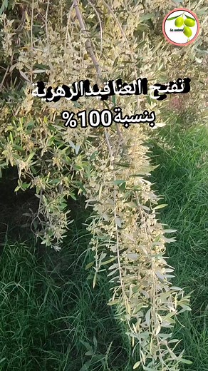 40K views · 542 reactions |  خروج العناقيد الزهرية في أشجار...