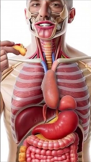 How Your Body Breaks Down pizza | Inside the Digestive System