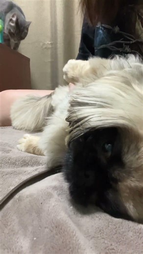 #puppy #speakpug #pug #dog #triggersforsleep #mypug #mypug #cat #animals #pets #kitten #grooming