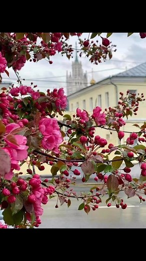 Russia 🇷🇺. Spring in Moscow 🌸🌼🌸. facebook.com/imaksimova/. #russia #moscow #travel | Irina Maximova