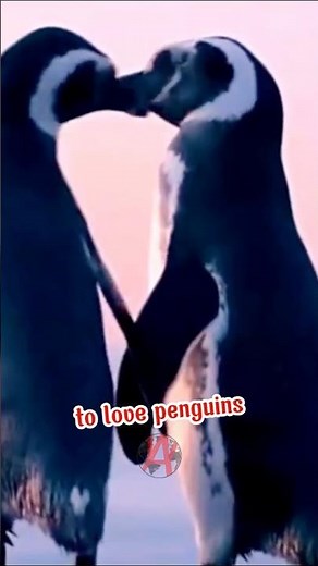 How Penguins Attract Their Partners 🐧 | Amazing Mating Rituals #shorts #AnimalFacts #Penguins