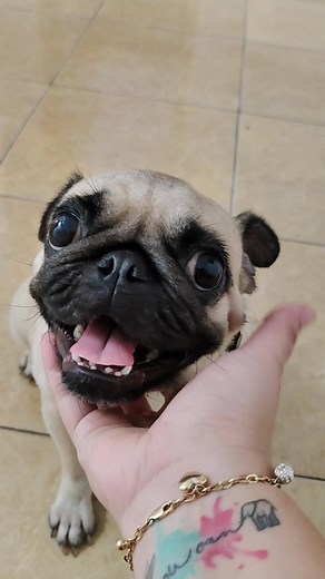 Understanding Dog Pregnancy: Duration, Development, and Birth