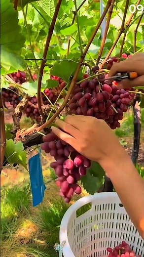The process of picking grapes for harvest