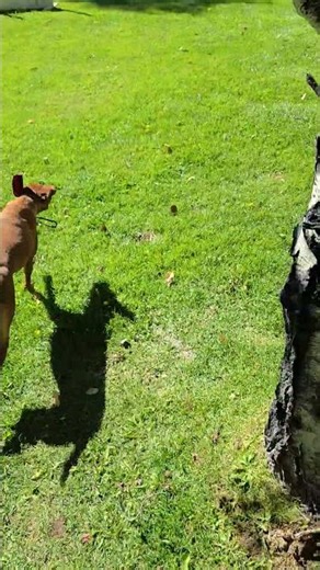 Send out with narrow bamboo poles as barrier to turning right @ stancion.