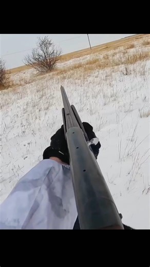 rabbit hunting now sound gun selint hunting #shotsvideo #hunting