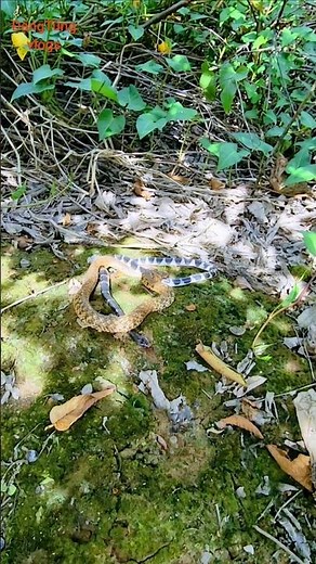 Here you can see two snakes coiling around each other up close. The scorpion snake is highly veno...