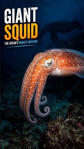 Giant Squid: The Mysterious Monster of the Deep Ocean