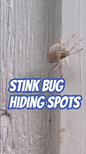 Find Stink Bugs Before They Take Over Your House! | DoMyOwn.com