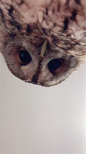 Adorable Tawny Owl Kisses | OwlSoft TikTok Compilation