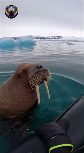 Curious Walrus Surfaces Next To Boat
