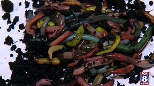 James and Robin Henderson run J&R Worm Farm in Davidson County. They raise fishing worms that come in some amazing colors! See more: http://via.wghp.com/tZSUO | FOX8