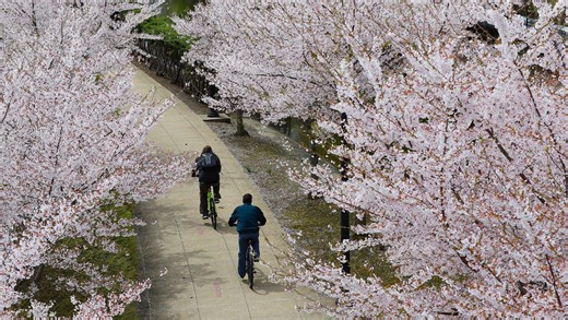 It's cherry blossom season. These Ohio cities are among the best in US. Where to see them