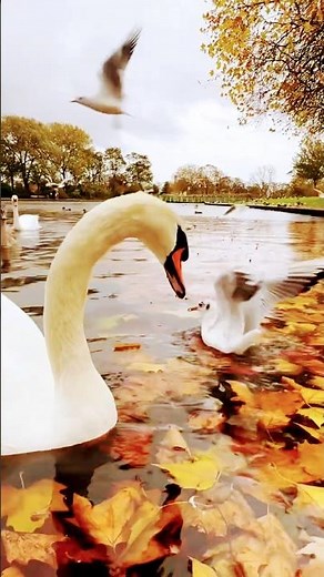 Peaceful Lake Moments | Swans & Seagulls