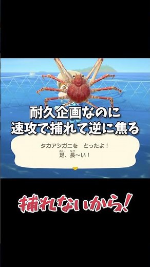 I targeted hard-to-catch sea creatures in this endurance stream【Animal Crossing】