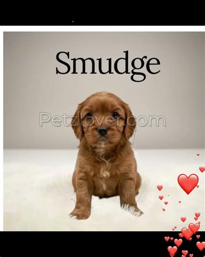 Smug – Your Sweet Cavapoo Companion! 🐶💖