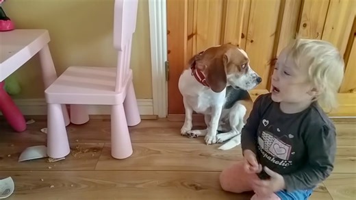 Baby hugs and consoles guilty beagle after food theft attempt