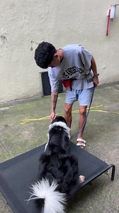 31 reactions | Nervous Dog Maverick The Border Collie | Training Update After A Couple Of Days In Training | Showing More Confidence | Dog Trainer Cebu | Facebook