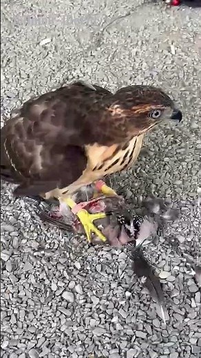 Amazing hawk eagle hunting bird for food #hawk #shortsfeed
