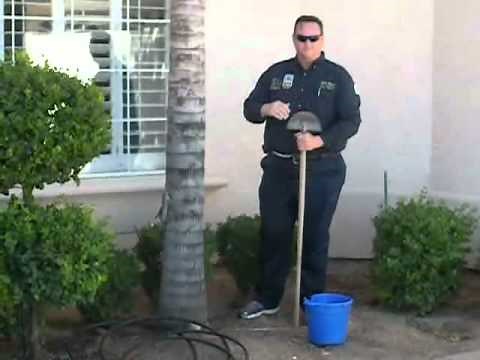 Arizona Queen Palm Fertilization