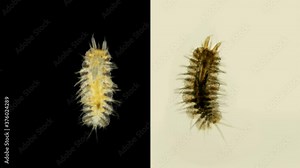 Harmothoe sp. under the microscope, of the Polynoidae family, this genus has bioluminescent species. Sample found in the Baren Sea