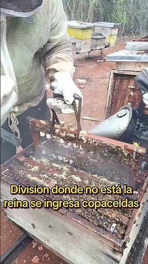 How to breed a queen bee #queenbee #reproduction #beekeeping #bees #beekeeper #bee