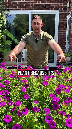 Hardy Geraniums: Transforming Your Garden